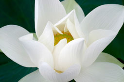 purity white lotus